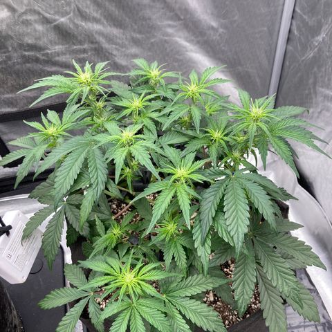 Skywalker X CDLC (roots organic) growlog photo: Day 33
Transplanted and topped