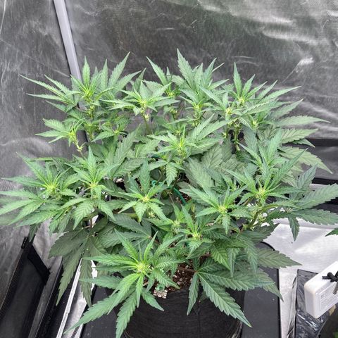 Samsquanch OG (Octopot) growlog photo: D36: First feed 20%