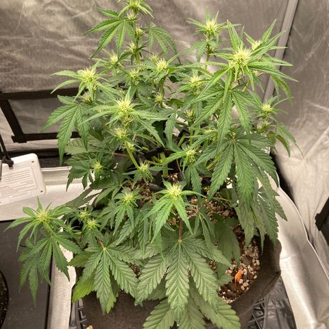 Skywalker X CDLC (roots organic) growlog photo: D37