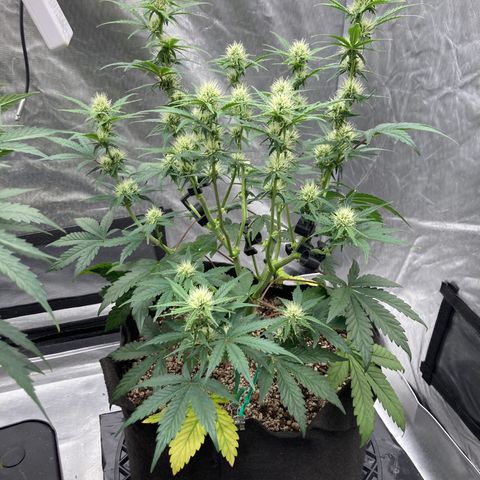 Skywalker X CDLC (roots organic) growlog photo: She’s hungry