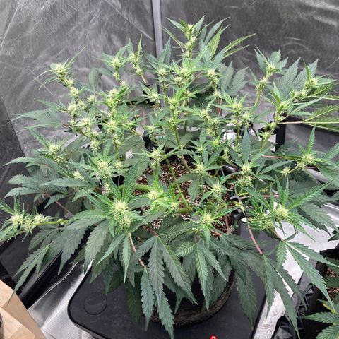 Samsquanch OG (Octopot) growlog photo: Three finger fans 🤔 