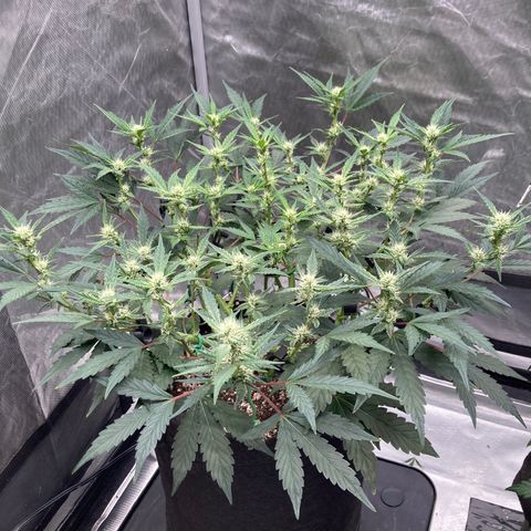 Samsquanch OG (Octopot) growlog photo: Stretching still