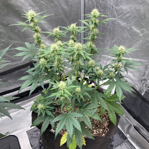 Skywalker X CDLC (roots organic) growlog timeline photo