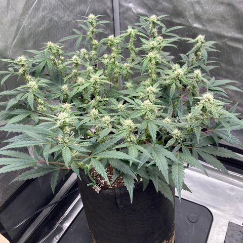 Samsquanch OG (Octopot) growlog photo: D47