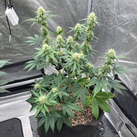 Skywalker X CDLC (roots organic) growlog photo: D47