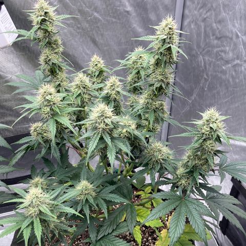 Skywalker X CDLC (roots organic) growlog photo: D52