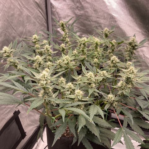 Samsquanch OG (Octopot) growlog photo: D52