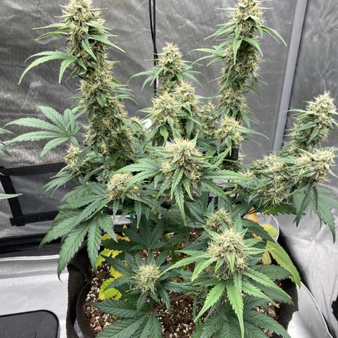 Skywalker X CDLC (roots organic) growlog photo: D57