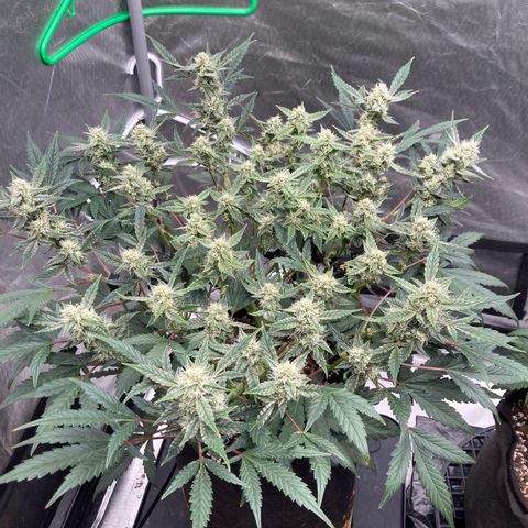 Samsquanch OG (Octopot) growlog photo: D57