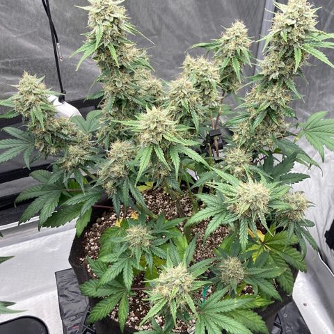 Skywalker X CDLC (roots organic) growlog photo: D61