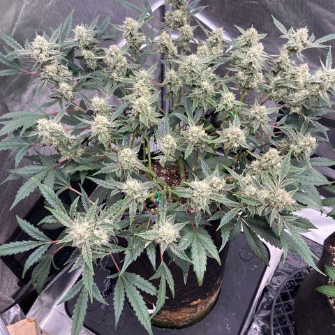 Samsquanch OG (Octopot) growlog photo: D61 shrub