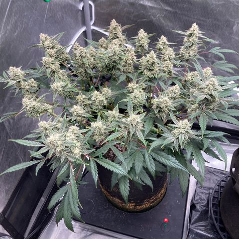 Samsquanch OG (Octopot) growlog photo: D66