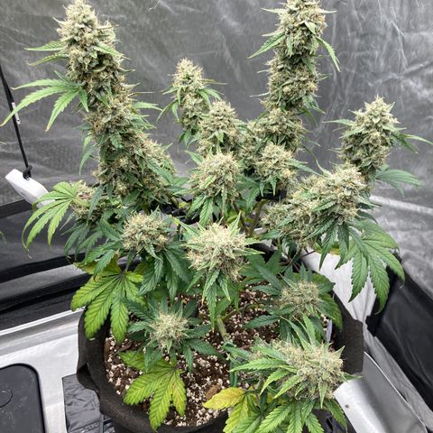 Skywalker X CDLC (roots organic) growlog photo: D66