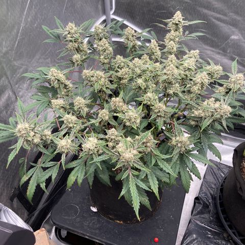 Samsquanch OG (Octopot) growlog photo: D69