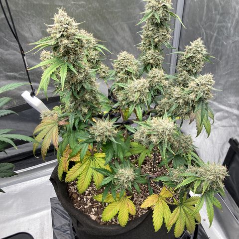 Skywalker X CDLC (roots organic) growlog photo: D69
Fading