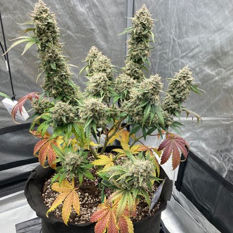 Skywalker X CDLC (roots organic) growlog photo: D74