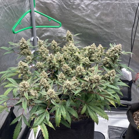 Samsquanch OG (Octopot) growlog photo: D74