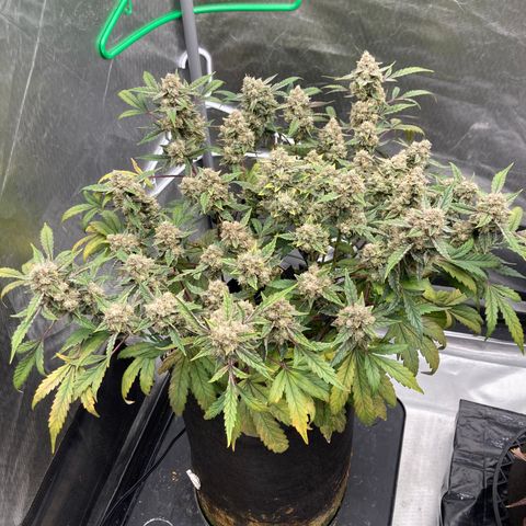 Samsquanch OG (Octopot) growlog photo: Def not happy. Needs more phosphorous?