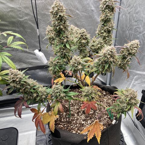 Skywalker X CDLC (roots organic) growlog photo: D79