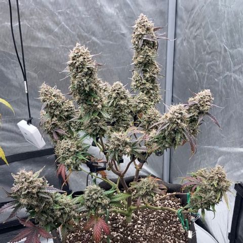Skywalker X CDLC (roots organic) growlog photo: Harvest day 83