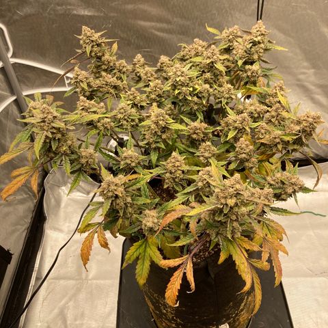 Samsquanch OG (Octopot) growlog photo: D86 chop day