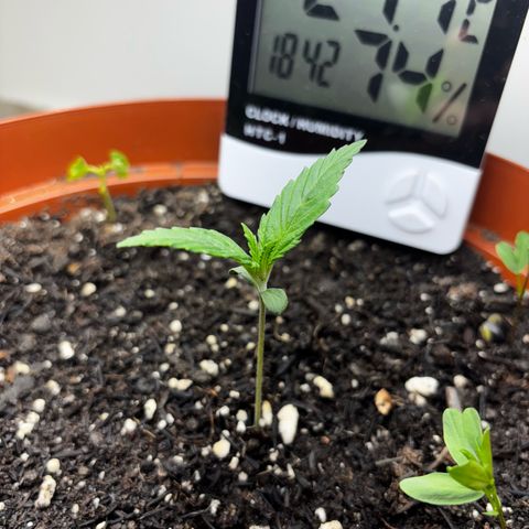Venusaur growlog timeline photo