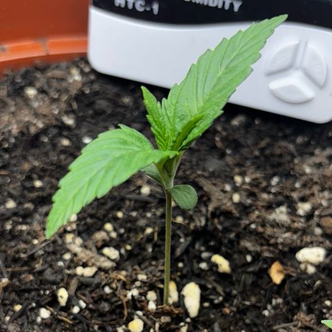 Venusaur growlog timeline photo