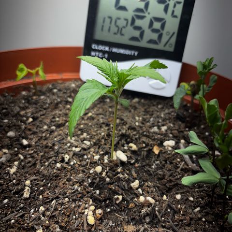 Venusaur growlog timeline photo
