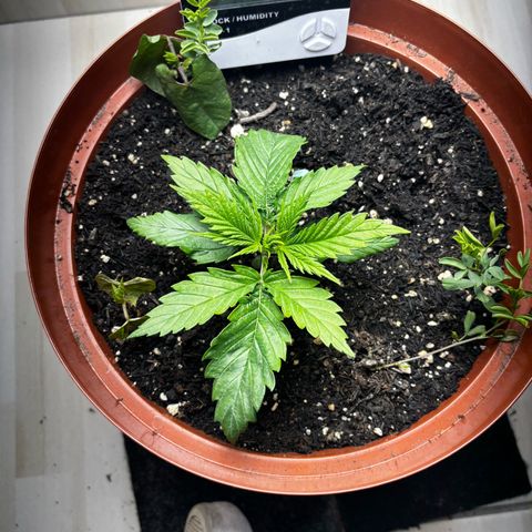 Venusaur growlog timeline photo