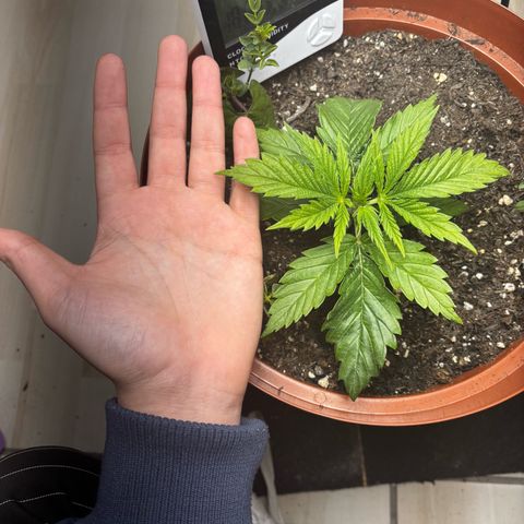 Venusaur growlog timeline photo
