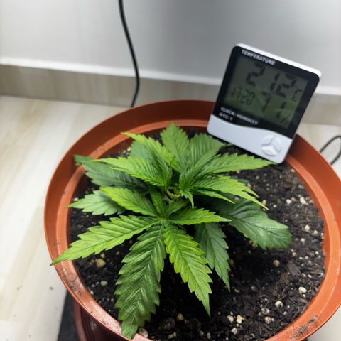 Venusaur growlog timeline photo