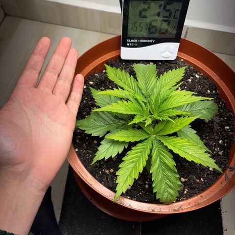 Venusaur growlog timeline photo
