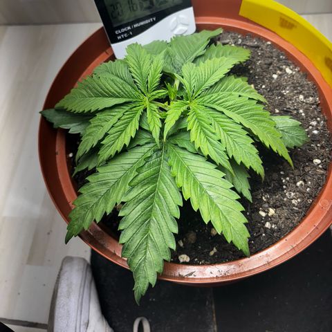 Venusaur growlog timeline photo