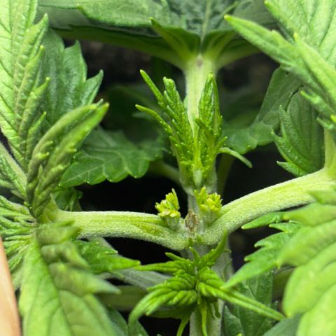 Venusaur growlog timeline photo