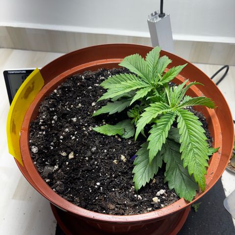 Venusaur growlog timeline photo