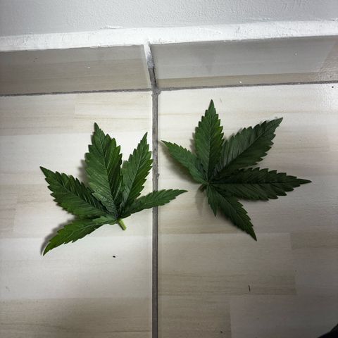 Venusaur growlog timeline photo