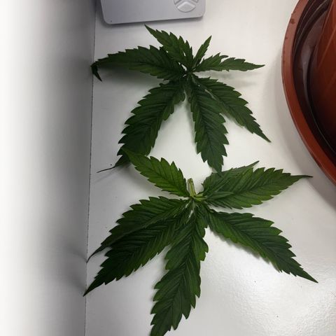 Venusaur growlog timeline photo