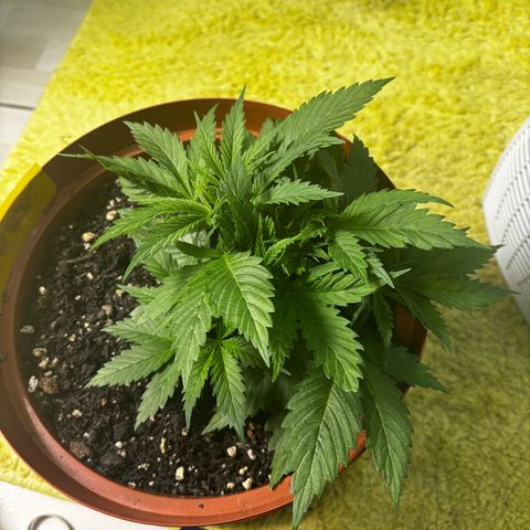 Venusaur growlog timeline photo
