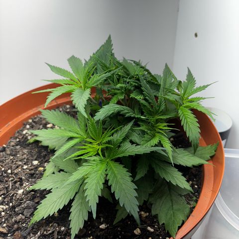 Venusaur growlog timeline photo