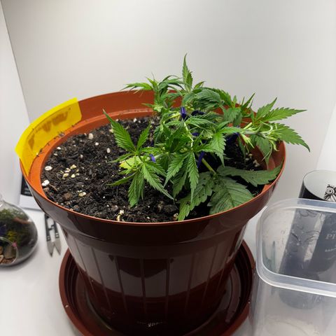 Venusaur growlog timeline photo