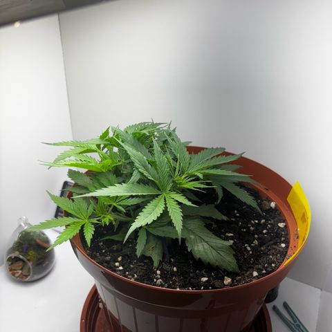 Venusaur growlog timeline photo