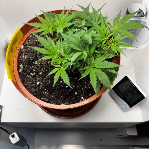 Venusaur growlog timeline photo