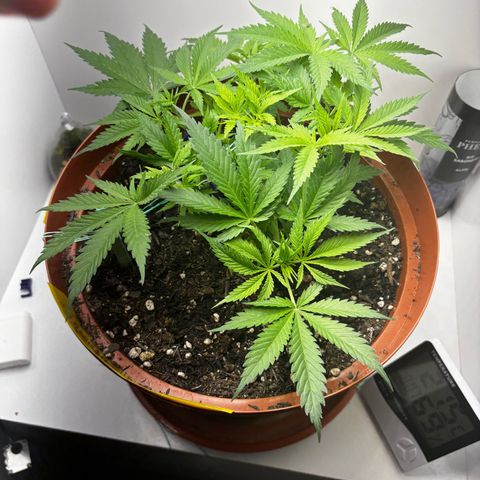 Venusaur growlog timeline photo