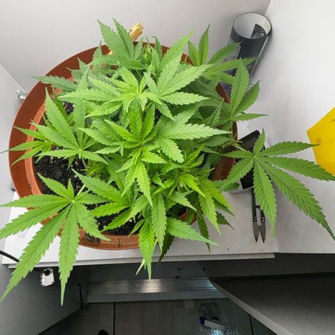 Venusaur growlog timeline photo