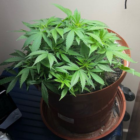 Venusaur growlog timeline photo