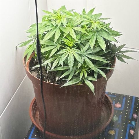 Venusaur growlog timeline photo