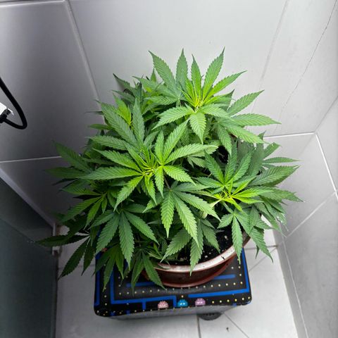 Venusaur growlog timeline photo