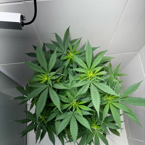 Venusaur growlog timeline photo