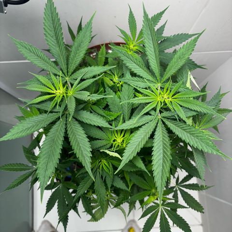 Venusaur growlog timeline photo