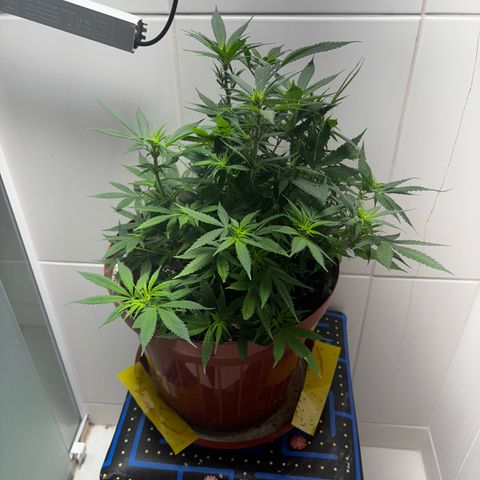 Venusaur growlog timeline photo